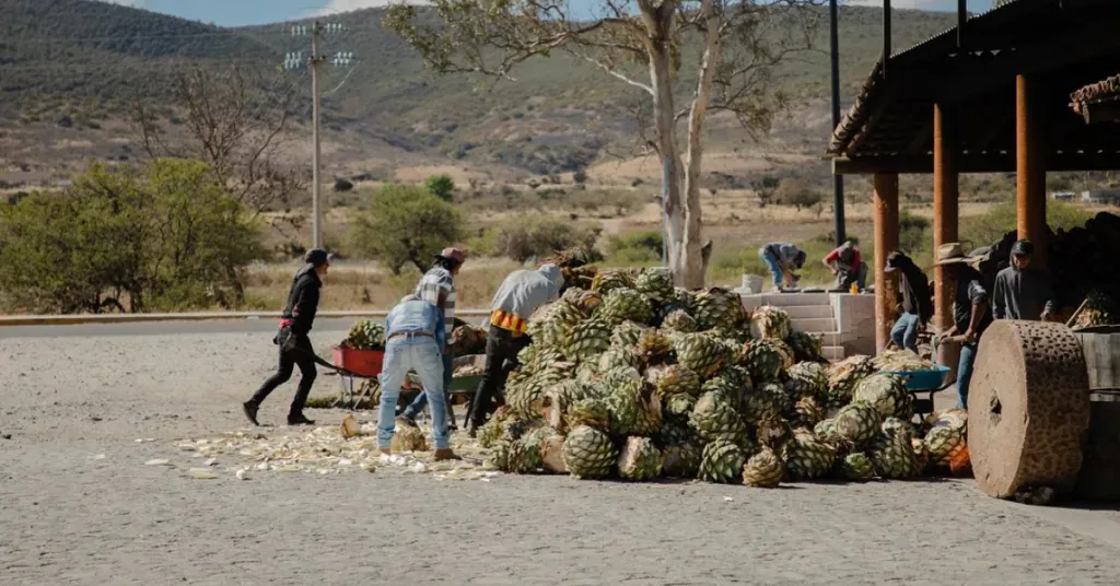 Casa Espadín from Oaxaca