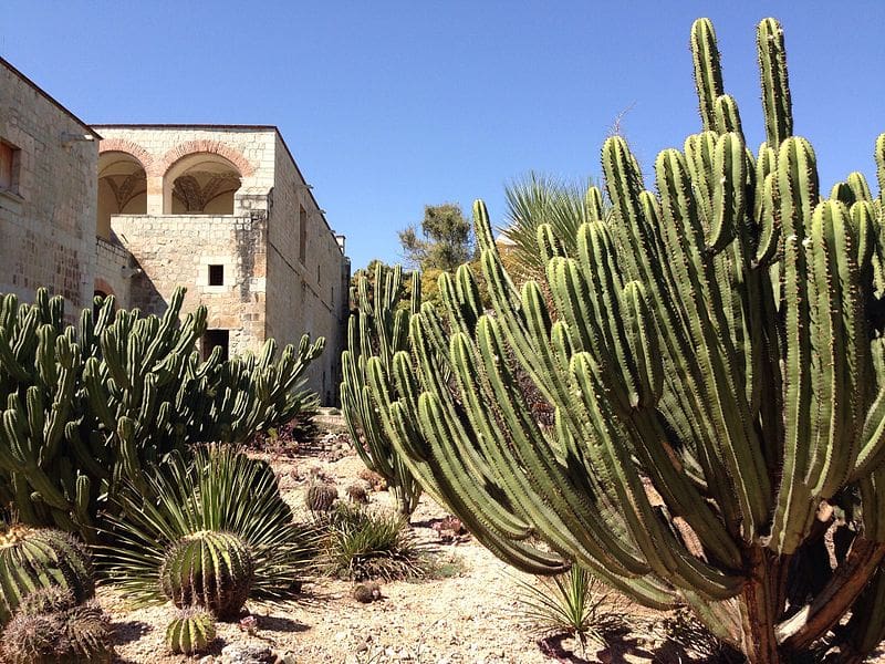 Un paraíso: el Jardín Etnobotánico de Oaxaca