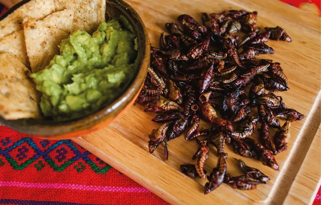 Chapulines in Oaxaca: What They Are, Where to Try Them & Recipes