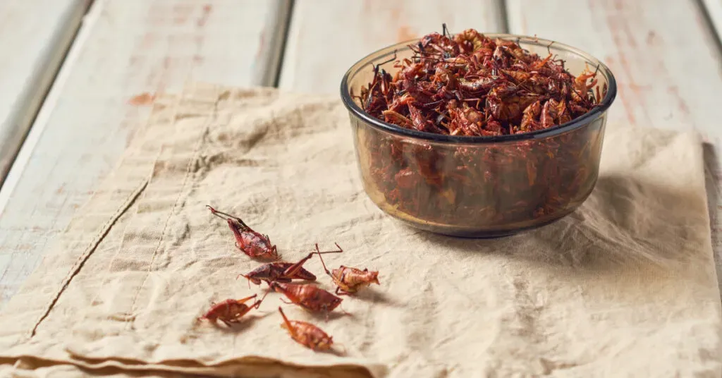 Chapulines recolectados en los campos de Oaxaca listos para preparar