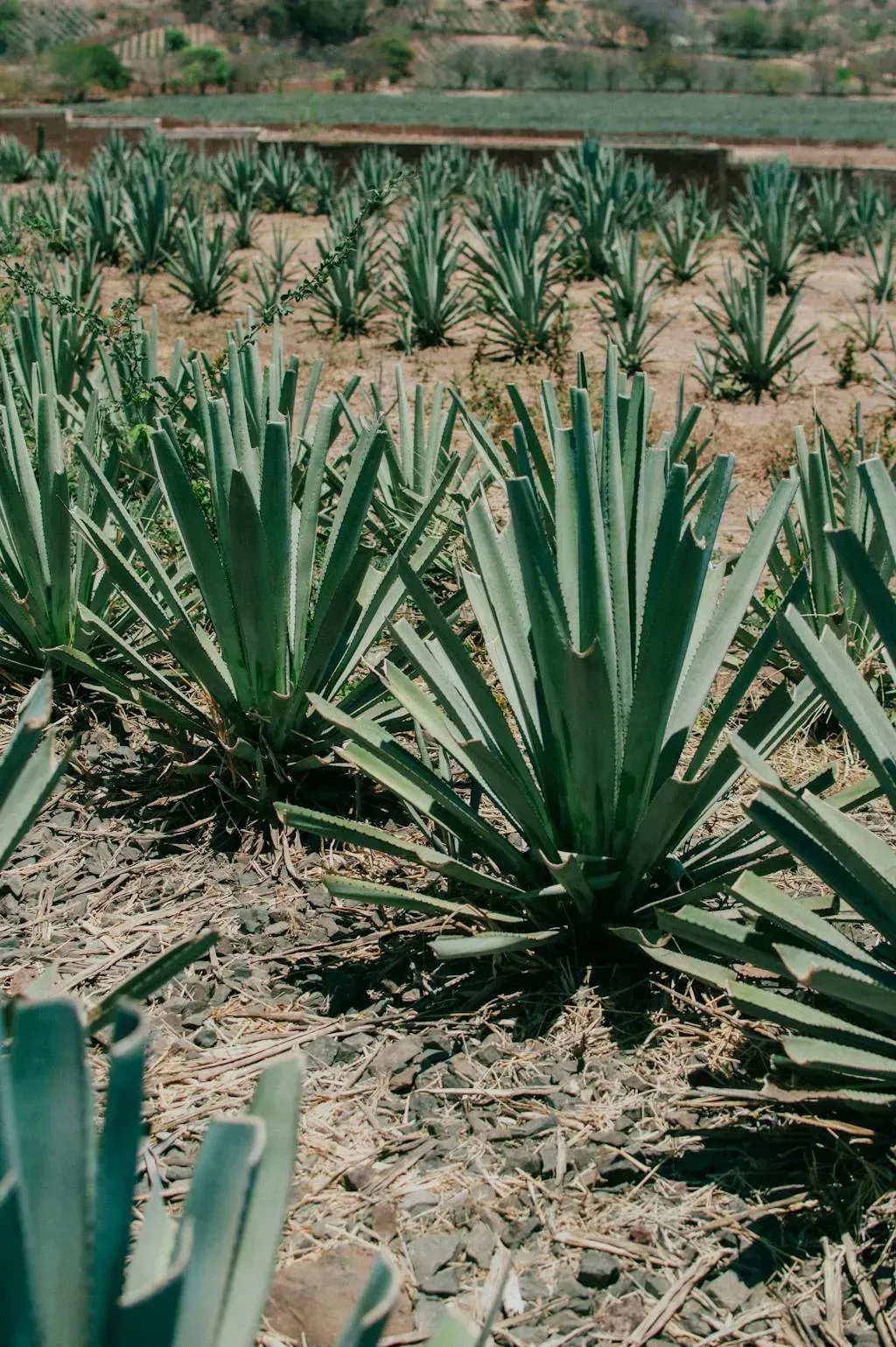Vista aérea del Jardín Etnobotánico de Oaxaca