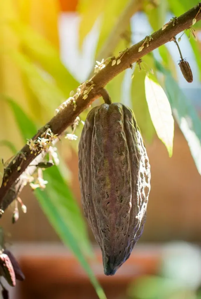 Vainas de cacao orgánico en el árbol, ingrediente del tejate oaxaqueño
