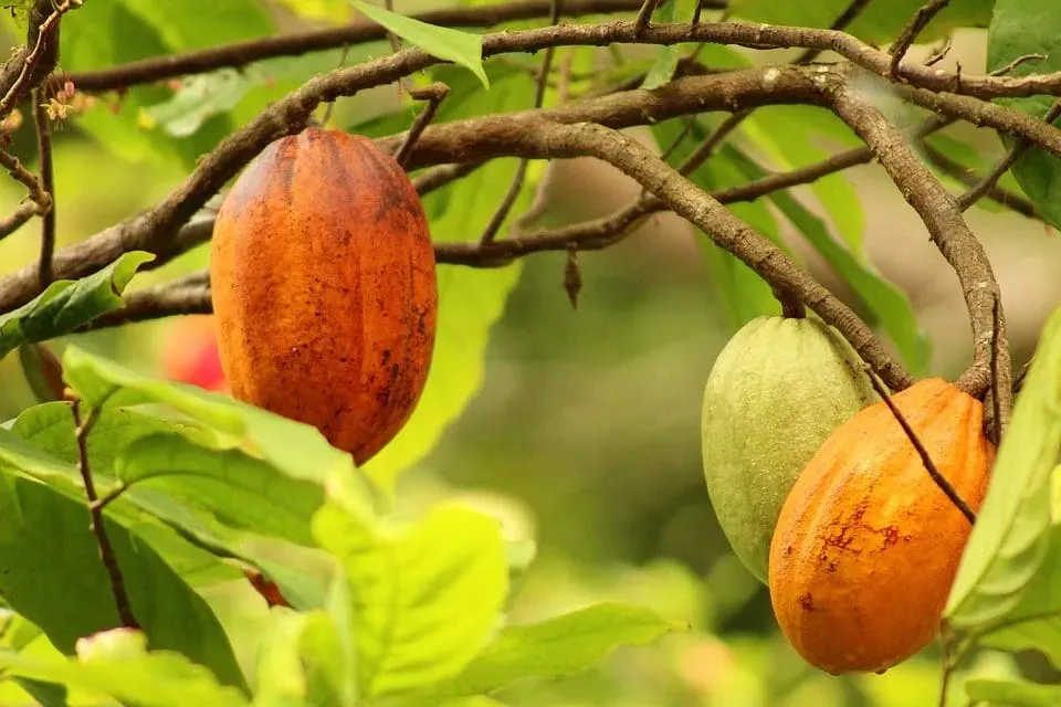 Comida Vegana en Puerto Escondido: Mejores Lugares  
