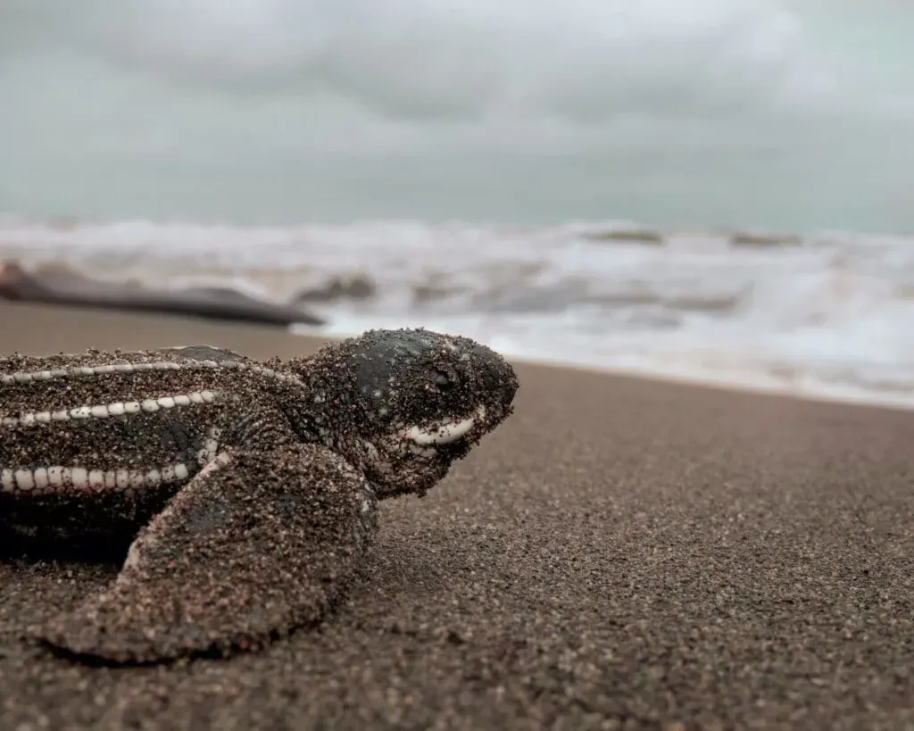 Una maravilla natural en Puerto Escondido: la liberación de tortugas