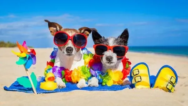 Top hoteles que aceptan mascotas en Puerto Escondido Oaxaca