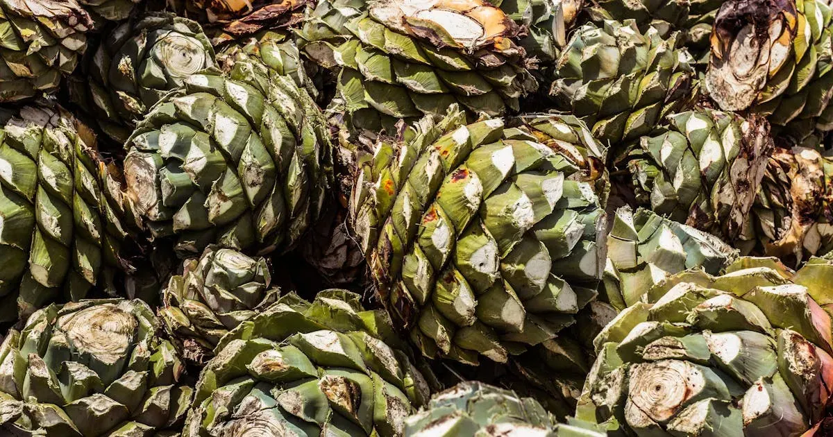 Guía del Mezcal: Tipos de Agave y Cómo Degustar