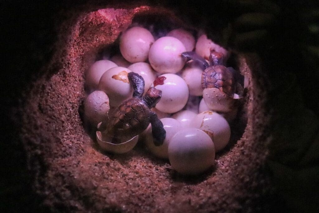 tortugas bebé