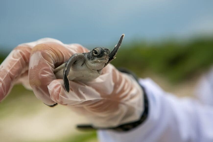 Una maravilla natural en Puerto Escondido: la liberación de tortugas