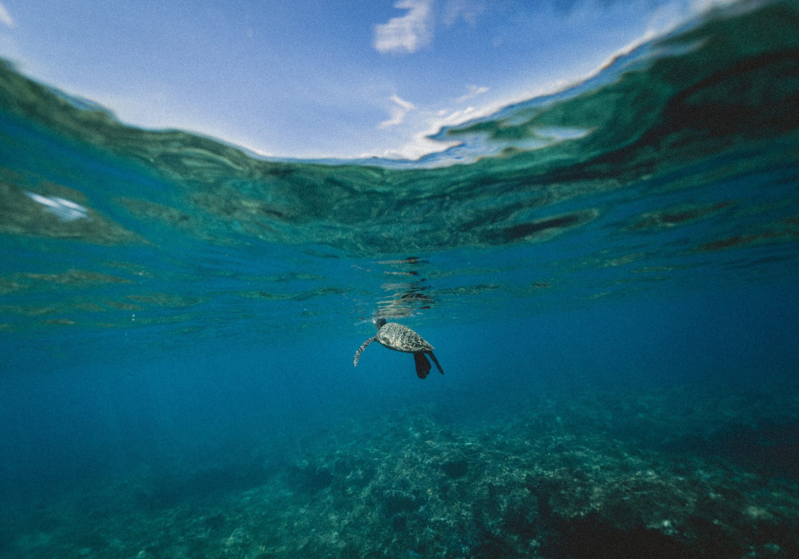Puerto escondido liberación de tortugas