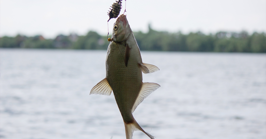 ¿Qué hacer en Puerto Escondido con poco dinero? PESCA DEPORTIVA