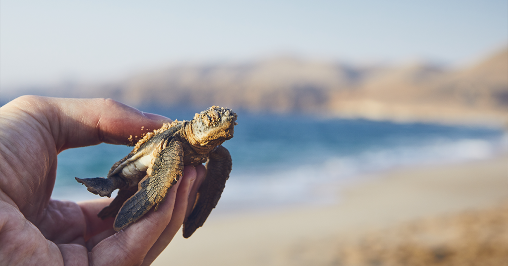 Proceso: ¡Es hora de liberar a las tortugas bebés!