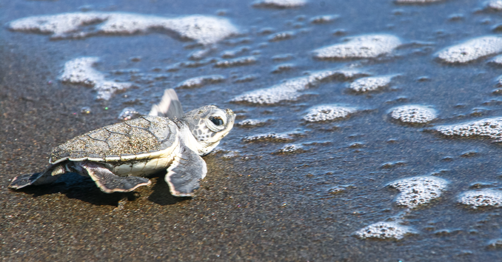 Lo que necesitas saber sobre las tortugas