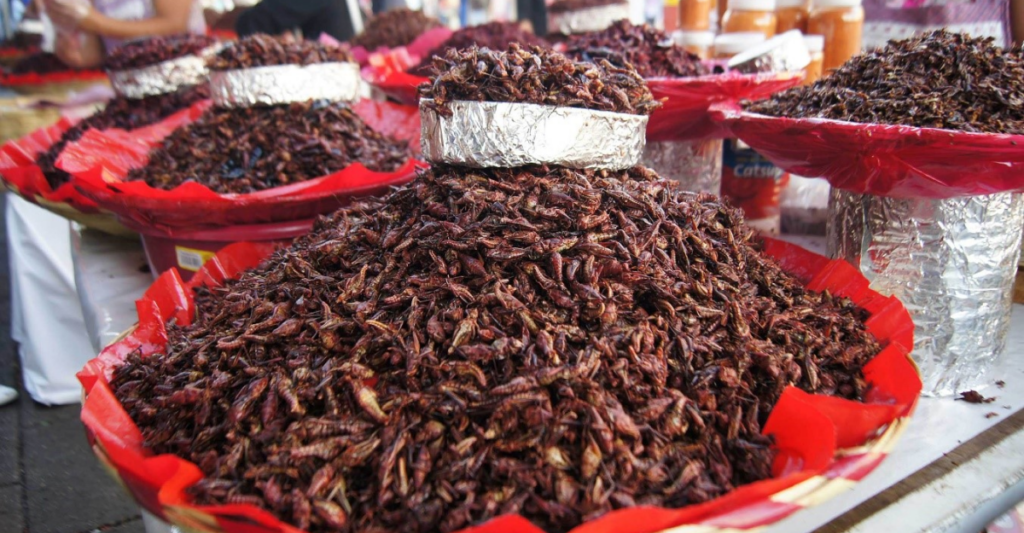 large quantity of grasshoppers for sale