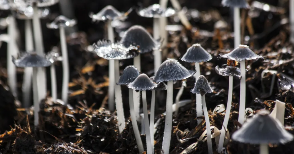 San José del Pacífico magic mushrooms